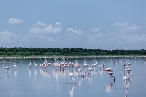 lake manyara life style of birds