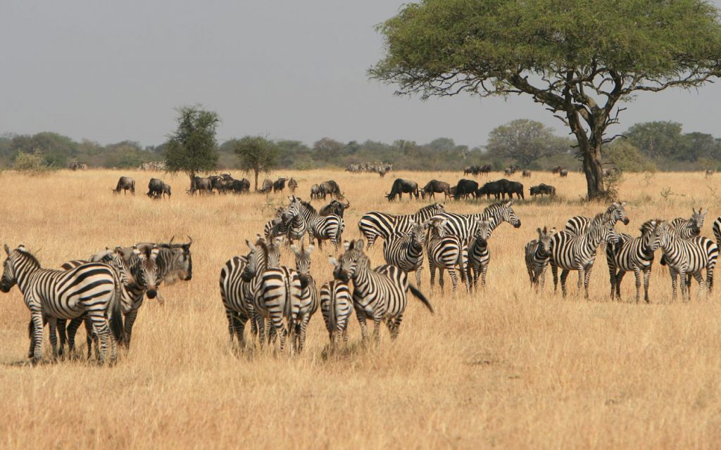 Dry season game viewing and wildlife concentrations in Serengeti