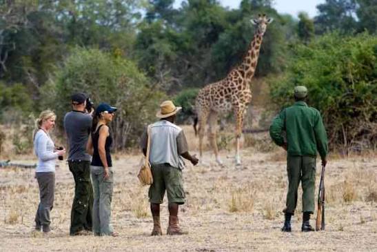 Serengeti Bush Walking Safari and 4x4 Game Drive Experience