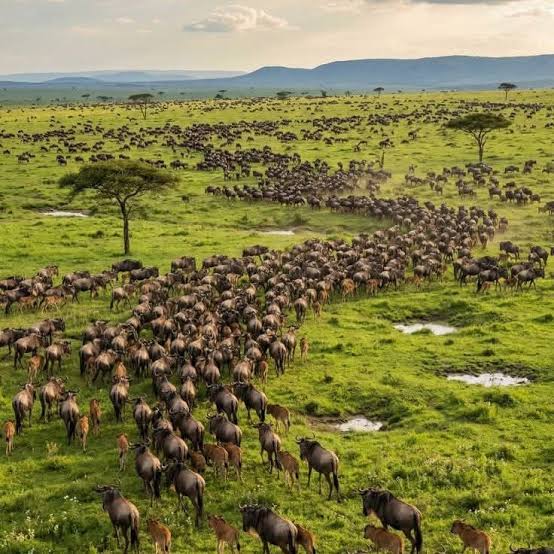 Great Wildebeest Migration Herds Crossing Serengeti National Park