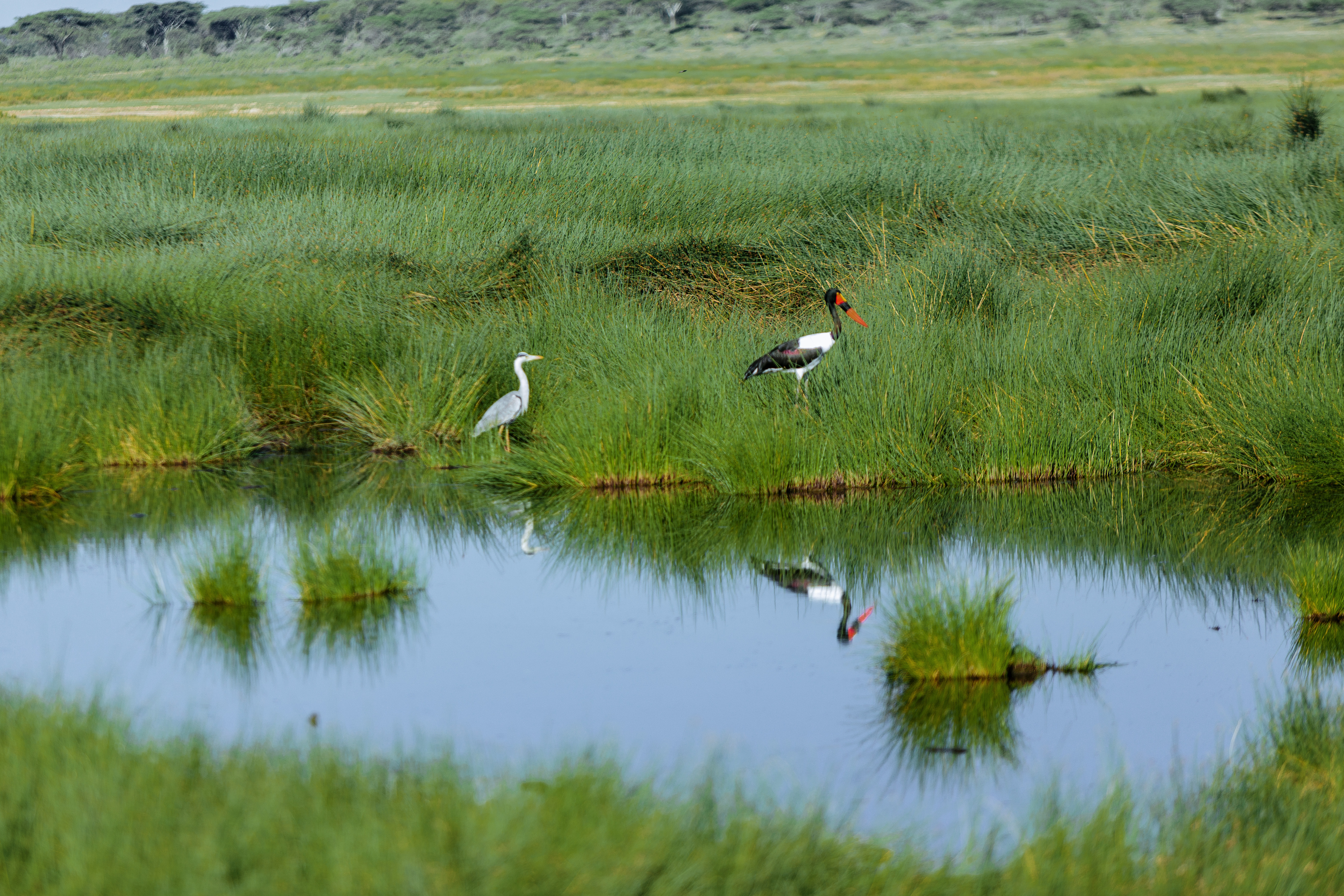 wildbeest migration safari tour