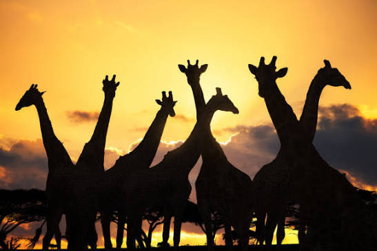 Iconic African safari sunset with dark silhouettes of acacia trees and wild plain