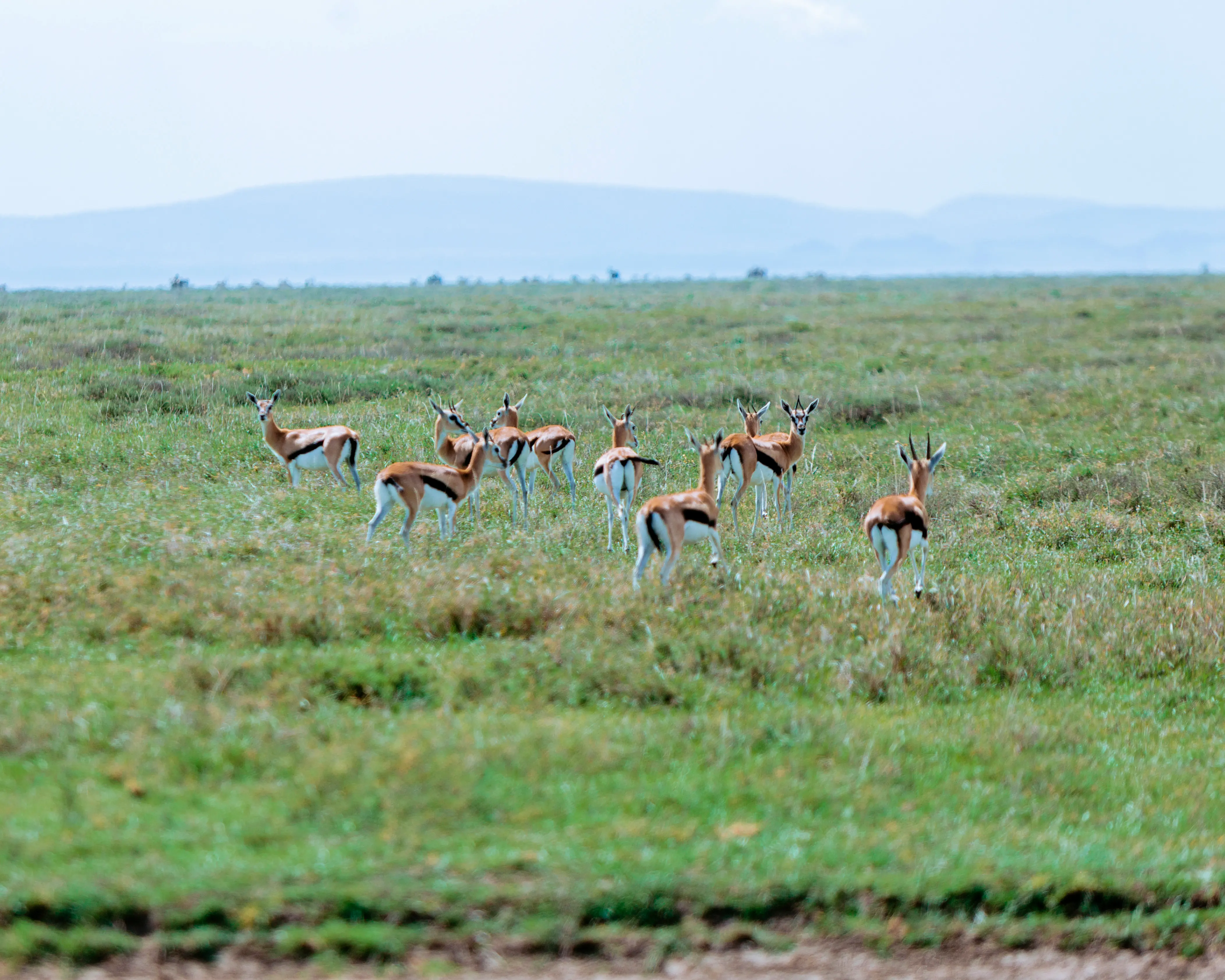 3-Day Serengeti Private safaris from Zanzibar