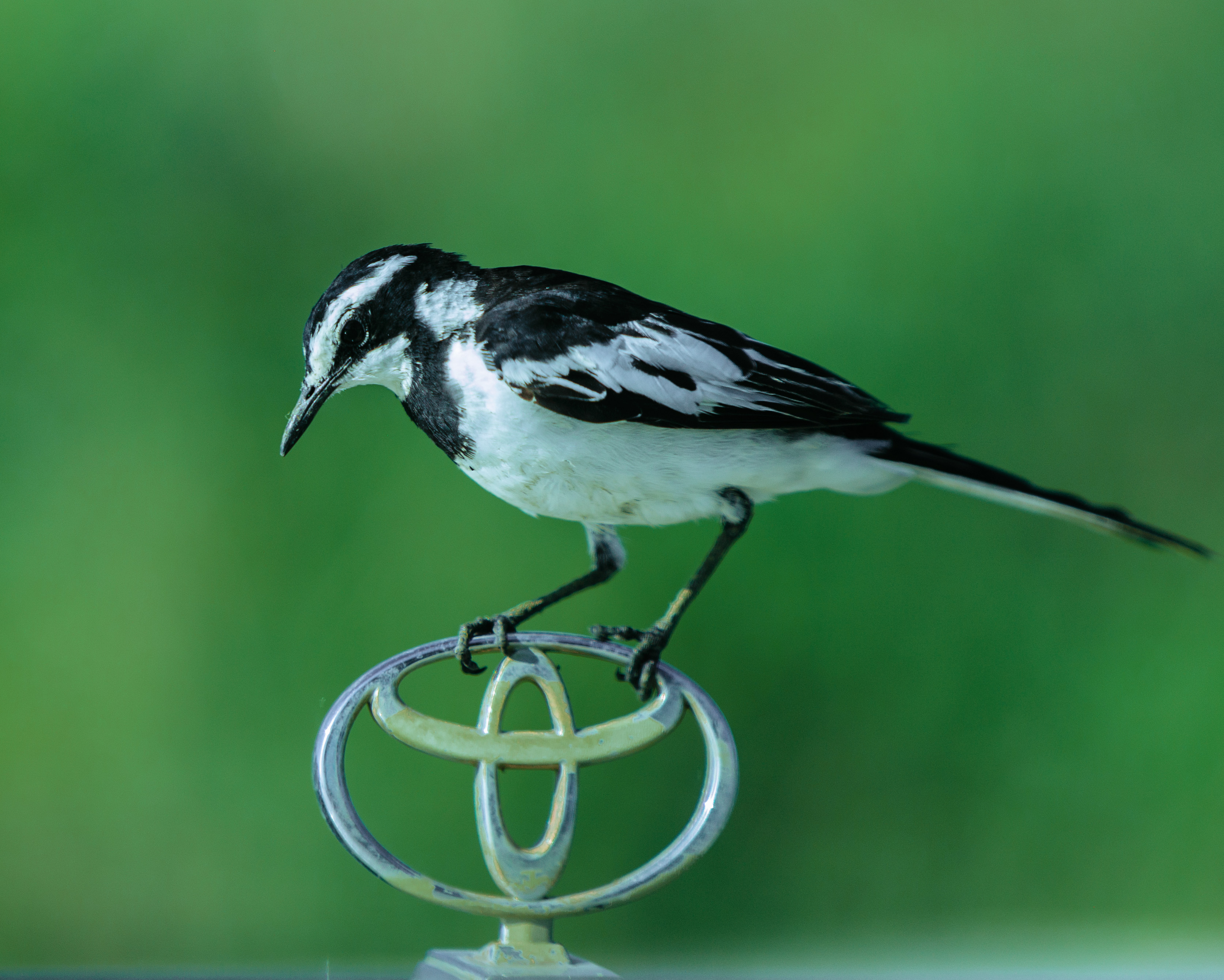 5 days Tanzania group Join safari tour 2026-2027