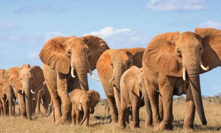 Arusha Departure to Tarangire National Park Game Drive Safari