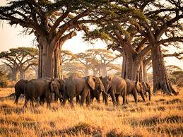 Large elephant herd grazing near baobab trees in Tarangire