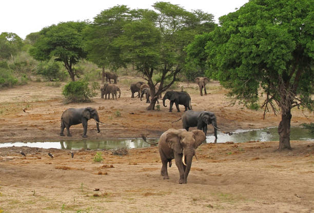The Giant Herd of Elephants nearby water source in Tarangire National Park