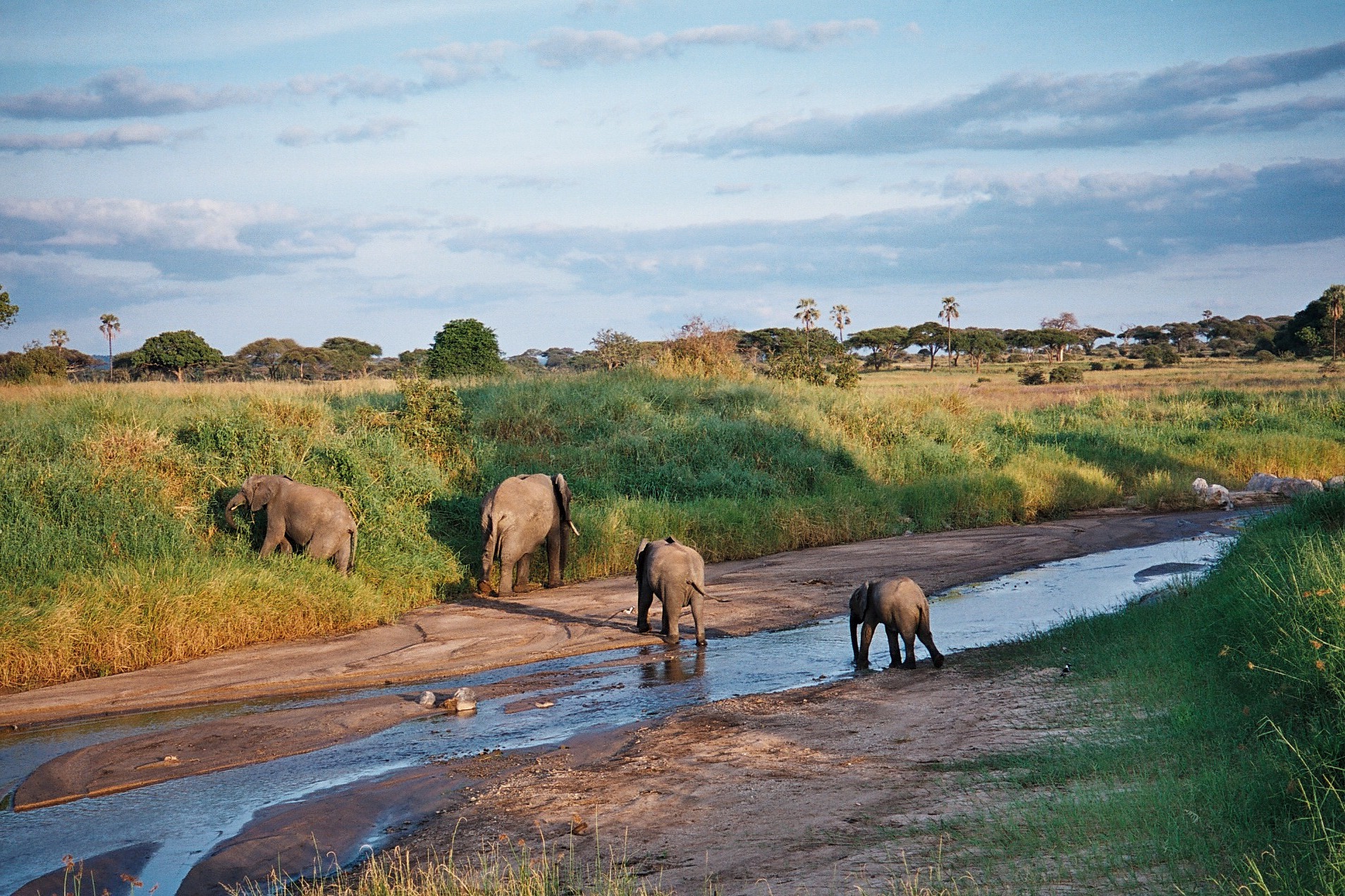 Tarangire elephant herds and Silale swamp sightings