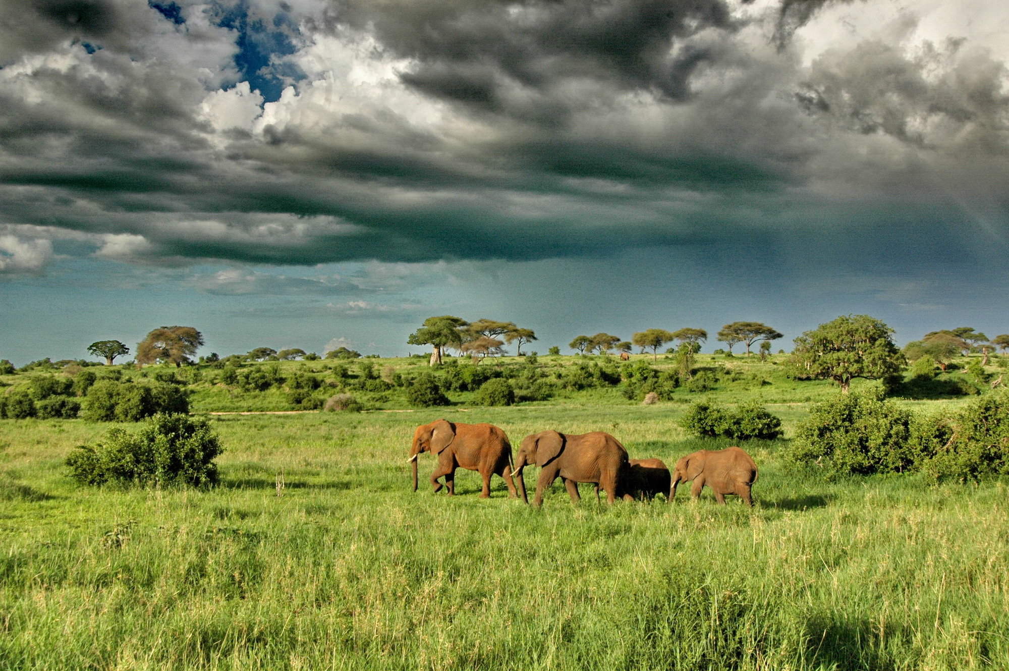 Massive elephant herds at Tarangire River