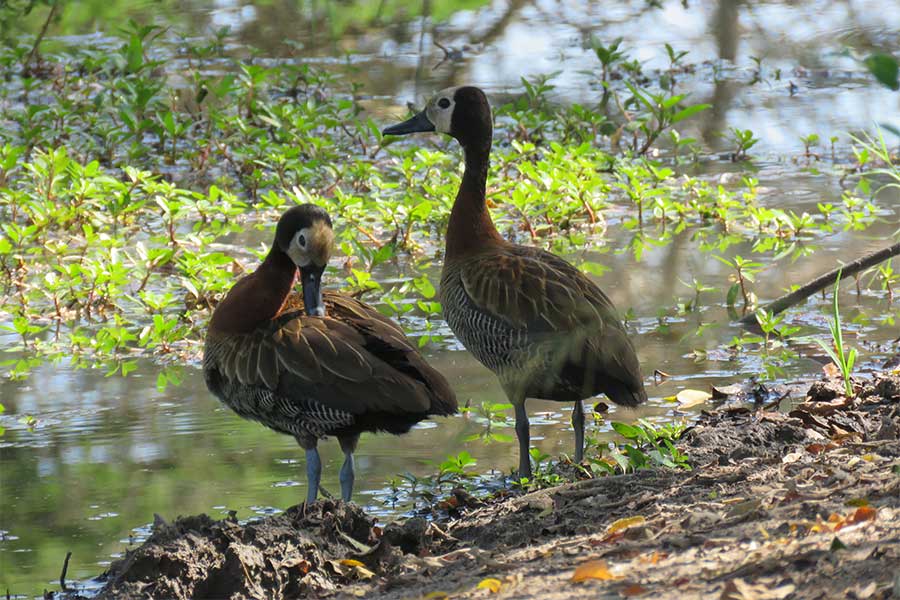 Tarangire National Park green season birdwatching safari