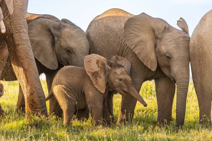 Majestic elephants and ancient baobab trees during a wildlife safari game drive in Tarangire National Park Tanzania