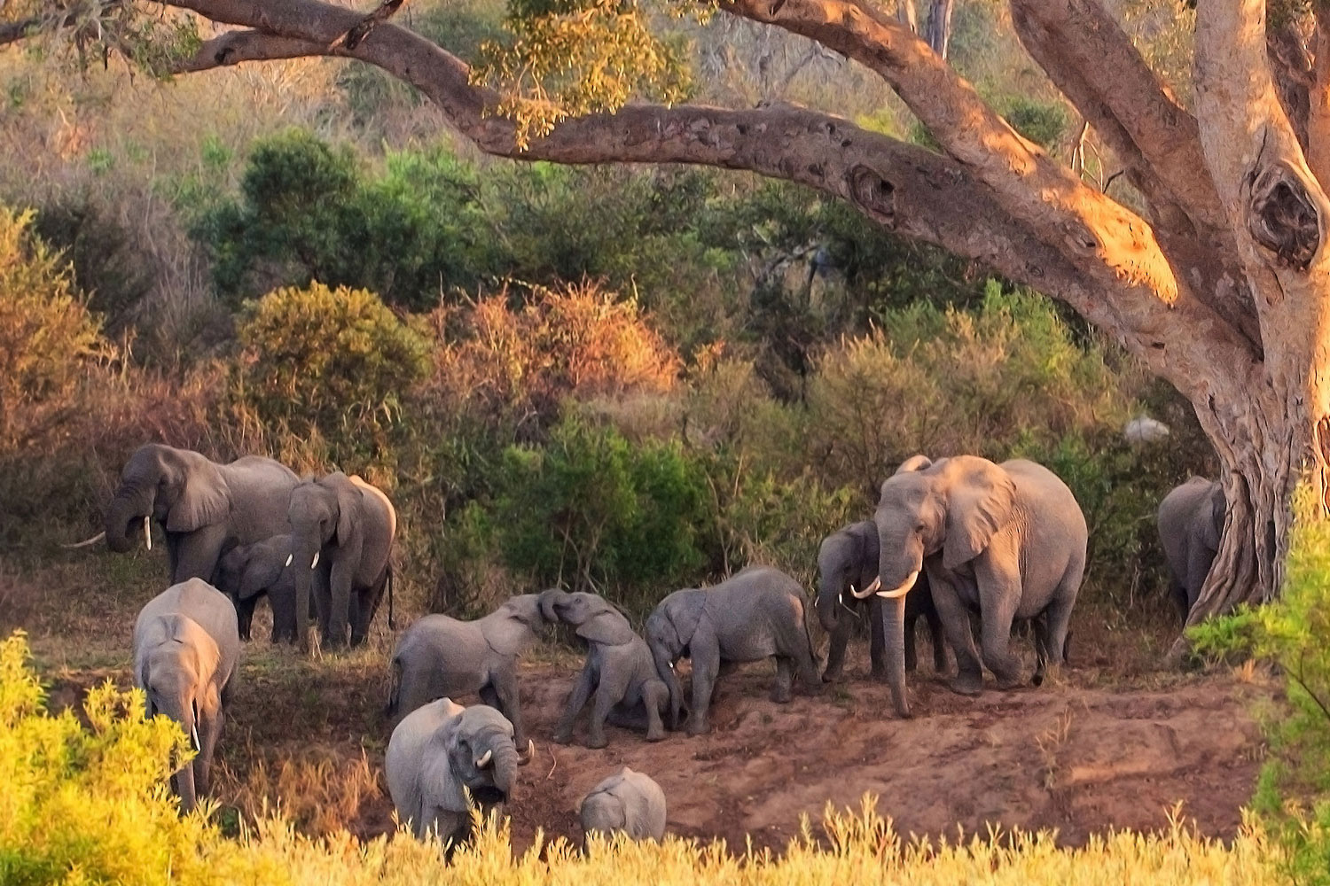 6-Day Tarangire, Serengeti, Ngorongoro and Lake Manyara Private Safari