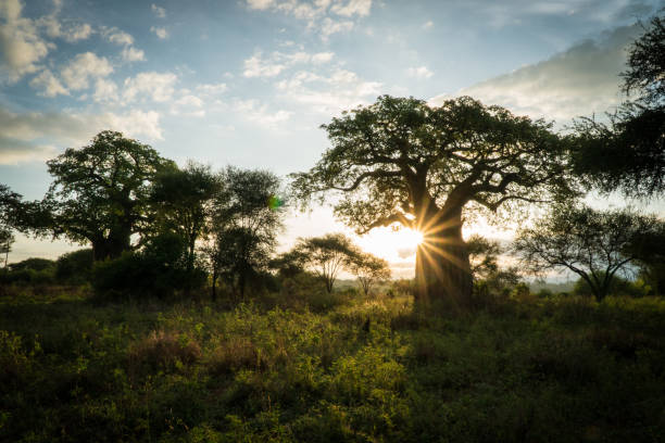 Tarangire Baobab Landscape