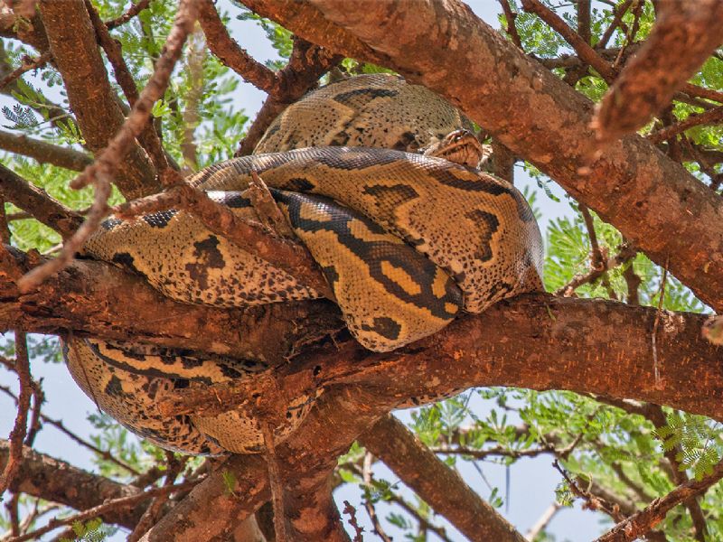 1-Day Tarangire National Park Day Trip Safari