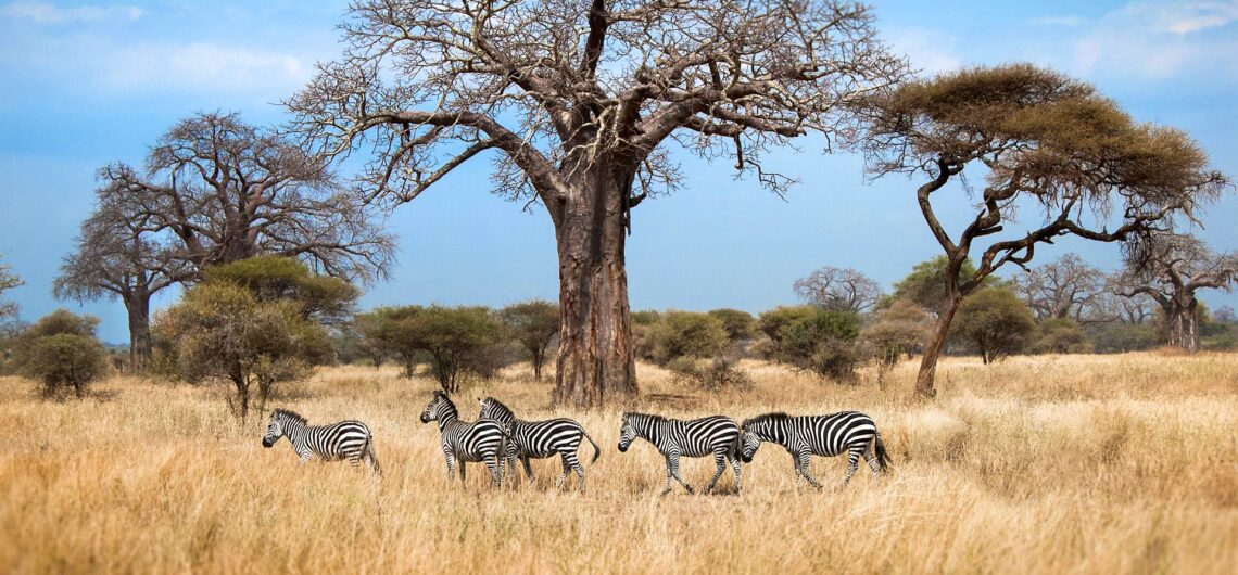 Tarangire National Park dry season safari experience