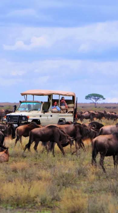Tourists Spotting Wildlife in Serengeti During Migration