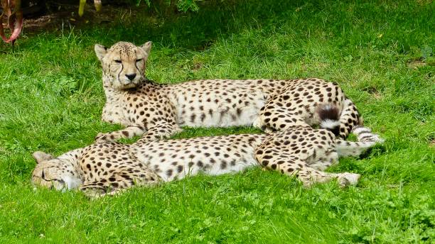Two cheetahs standing together on the open plains during a private Serengeti safari