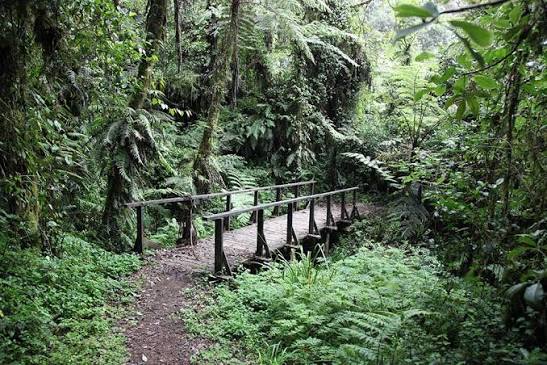 Group trekkers hiking through the lush rainforest on Mount Kilimanjaro Umbwe Route