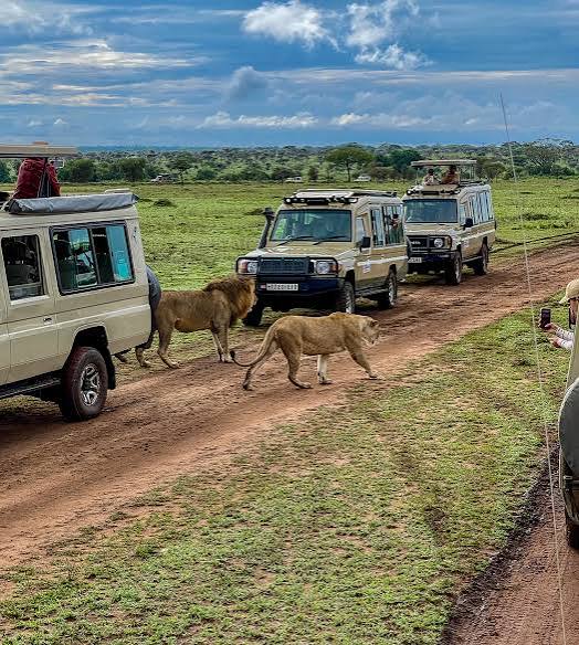Western Serengeti Migration Landscape and Open Savannah Plains
