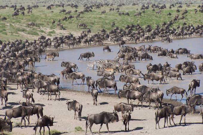 Great Migration Herds on Western Serengeti Safari Tour
