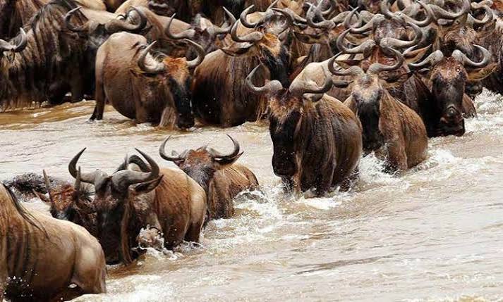 Great Wildebeest and Zebra Migration Herd Moving Across Western Serengeti at Sunset