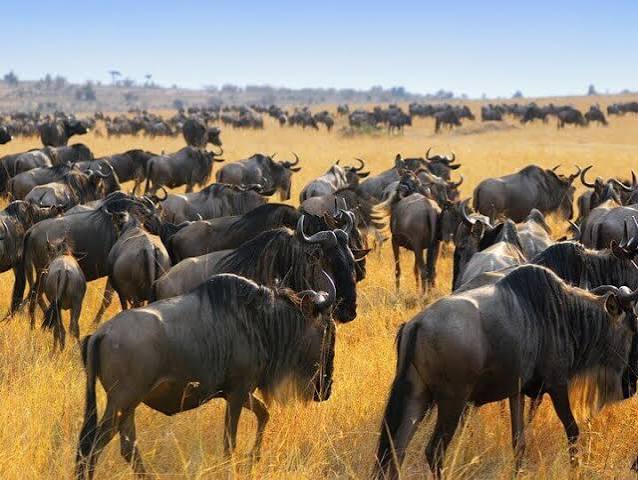 Large Wildebeest Herd in the Serengeti National Park