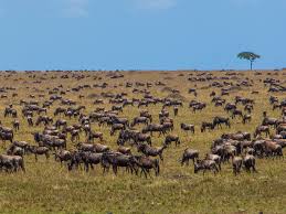 Wildebeests Grazing on Open Serengeti Plain Land