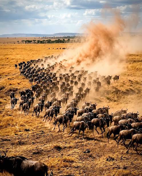 Massive Dust Cloud Created by Wildebeest Migration Herds in Serengeti