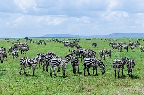 1 days Tanzania sharing safari tour hot air balloon for  2026-2027