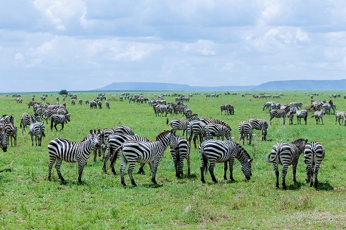 1 Day Tanzania group joining Safari Tour for 2026/2027