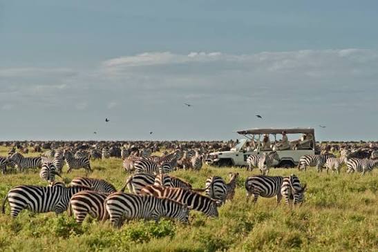 Zebras and Wildlife in Serengeti Plain Land Transferring to Ngorongoro Rim