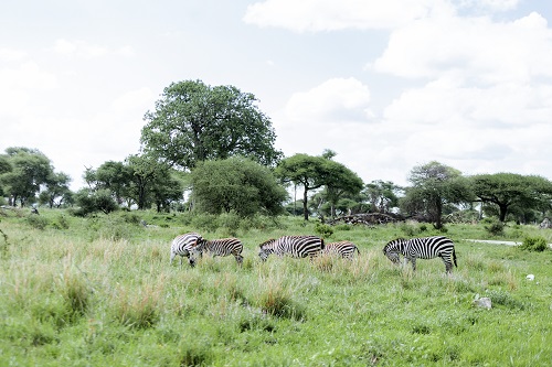 1 Day Tanzania group joining Safari Tour for 2026/2027