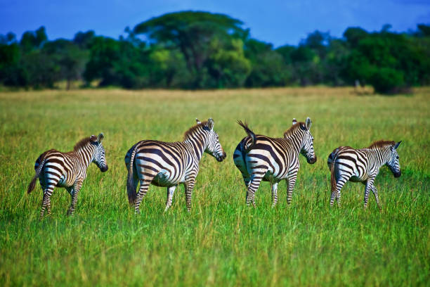 Zebra herd roaming across the endless plains during a Serengeti safari tour