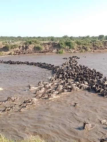 Great Serengeti Migration Safari In April to Early July