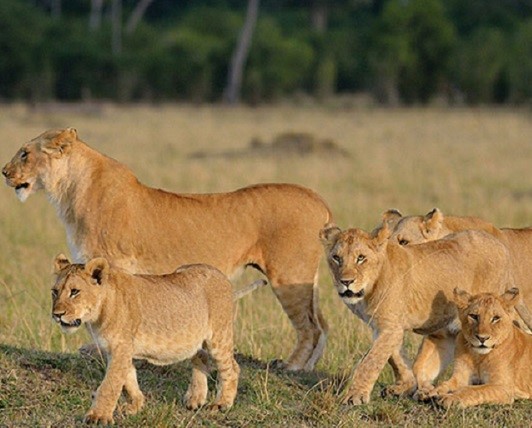 6 DAYS CALVING-GREAT TANZANIA SERENGETI MIGRATION SAFARI TO NGORONGORO (NDUTU AREA) SERENGETI AND TARANGIRE
(January – March) DRIVE IN – DRIVE OUT